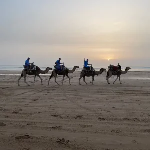 camel ride essaouira ebach taxi experience