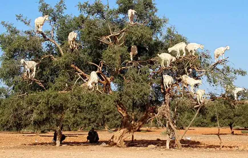 5-Day Essaouira Horse Riding Adventure