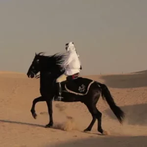 arabian horse rider riding desert footage 064114554 iconl