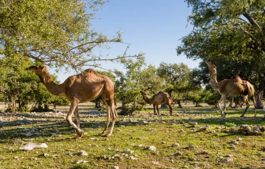 5-Day Essaouira Horse Riding Adventure